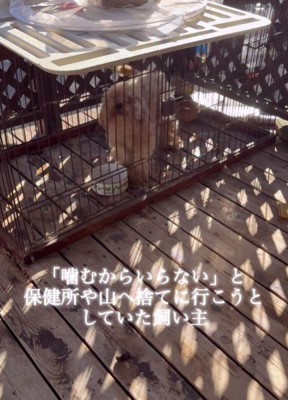 飼育放棄されたトイプードル