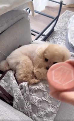 おやつを取り出す飼い主さん