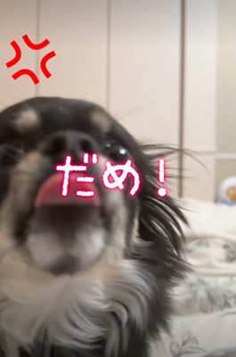 吠えて拒否する犬