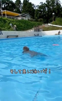 泳ぐ中型犬