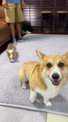 カメラを見つめる成犬の後ろで部屋を散策する子犬