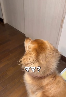 扉を見るハルちゃん