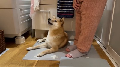 ママを見上げる犬