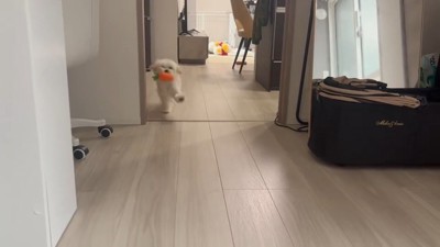 前足をパタパタ…