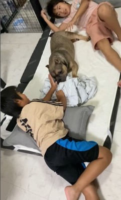 毛布の引っ張り合いに参戦するルッチくん9