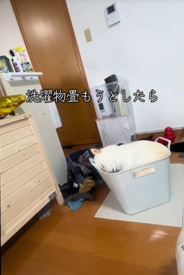 洗濯カゴで眠る柴犬