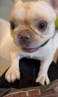 ちはやちゃん&いろは君の外出時と帰宅時の反応9