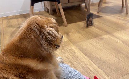 狩りごっこが始まった