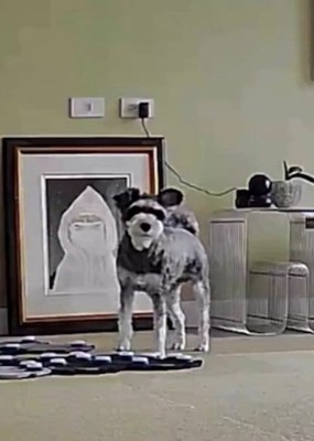 部屋の中でこちらを見つめる犬