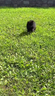 黒ポメのぽんちゃん