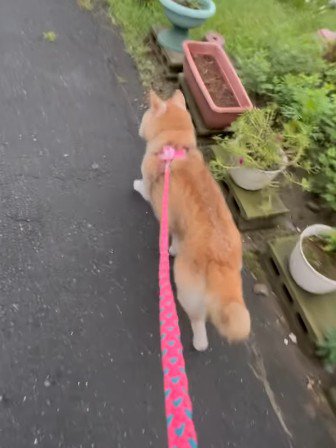 お散歩だって毎日してる♪