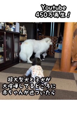 女の子が近づくと喧嘩を止めるシュシュちゃん2