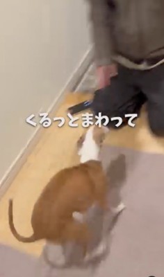 喜びのくるり