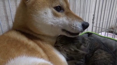 寄り添う子猫と犬