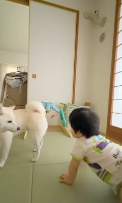 おまめちゃんと赤ちゃん