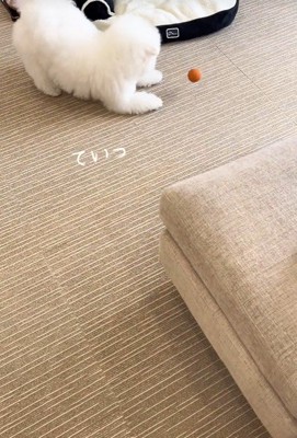 楽しそうに遊んでいます♪