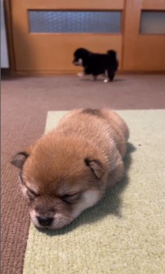 2匹の赤ちゃん犬7