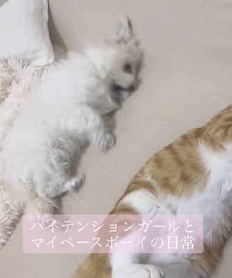 ハイテンションな菊理ちゃん
