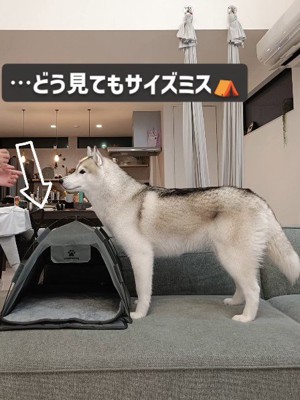 ミニテントを購入！！