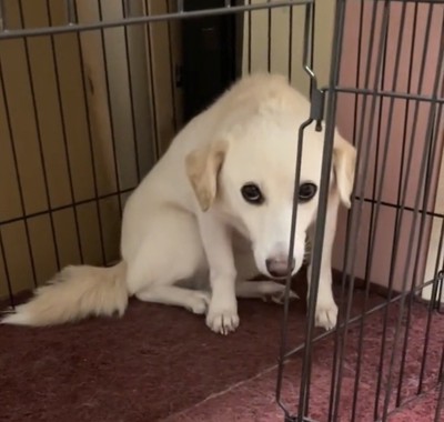 戻った部屋で座る犬