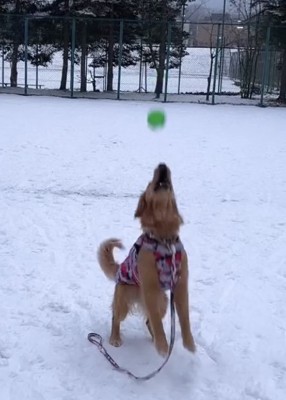 雪の日にボール遊びする犬