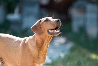 笑顔で見上げる犬