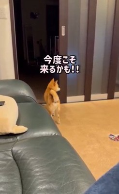 振り返る犬2