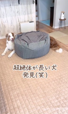 体が長く見えるガルチェロくん2