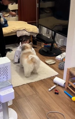 ぽんちゃんを心配する小太郎くん