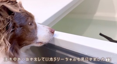浴槽に入った流木を見つめるボーダーコリー