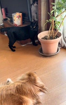 子猫を守るリーダーに!