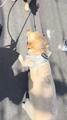 綱を引かれて踏ん張るラブラドール