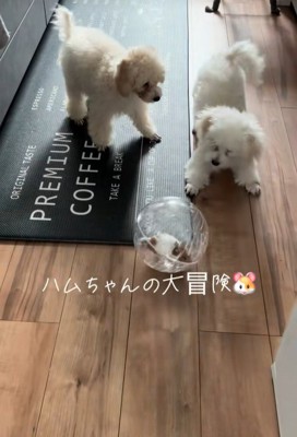 冒険中のハムスターとワンコたち9