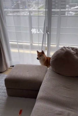 怖がる小次郎くん