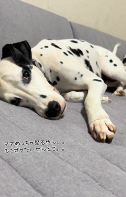 ソファに寝そべるダルメシアン