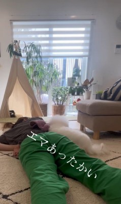 飼い主さんが寝ていた時のエマくん&ハルくん⑩