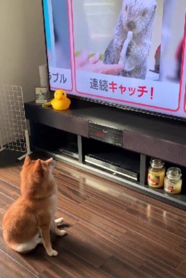 テレビが好きな犬