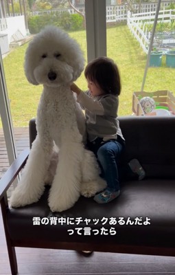 大型犬の背中を見つめる男の子