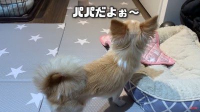 坊主頭に対するみるくちゃんの反応