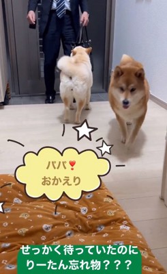 歓迎する白柴さん