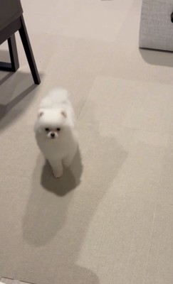 後退りしてしまう犬2