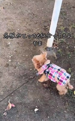 元気なちまちゃん