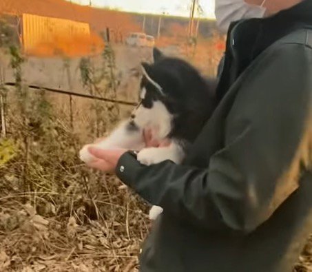 男性に抱っこされて周りの景色を眺める子犬