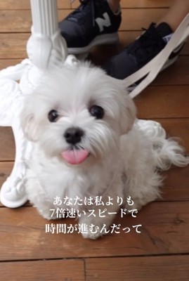 舌を出して座るポッポくん