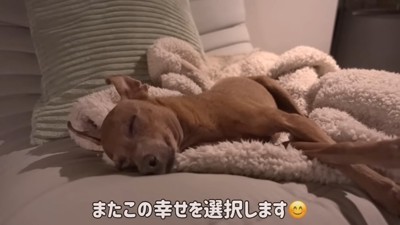 寝ている犬