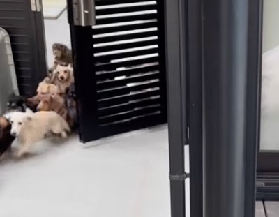 門に群がる犬