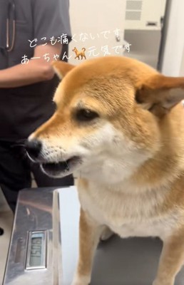 診察台の上のあーちゃん