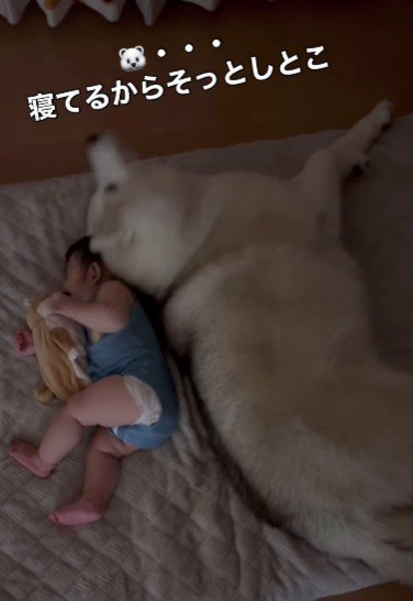 1ミリも動かないおじクマちゃん