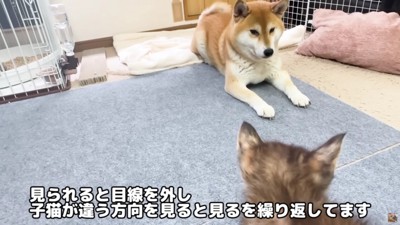 目線を合わせないよう配慮