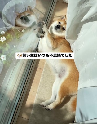 窓際に寝転ぶ犬2